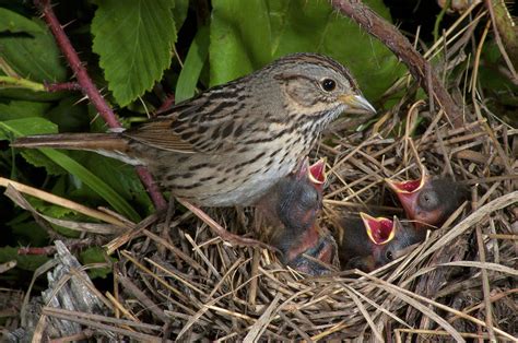 Sparrows nest - Sparrows also enjoy dust baths. To make a dust bath, simply loosen the dirt in a spot that gets plenty of sunlight. 3. Provide nesting spots. If you make nesting spots, sparrows will more likely stay near your home year-round. Plant trees or shrubs to make a safe spot for sparrows to nest.